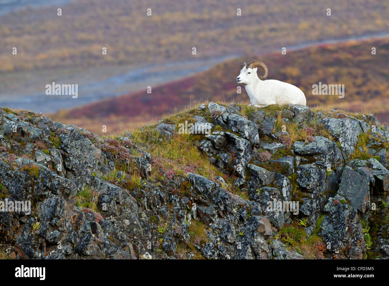 Dall-Schafe (Ovis Dalli Dalli), ram und fallen Farbe, Polychrome Pass, Denali National Park, Alaska, Vereinigte Staaten von Amerika Stockfoto