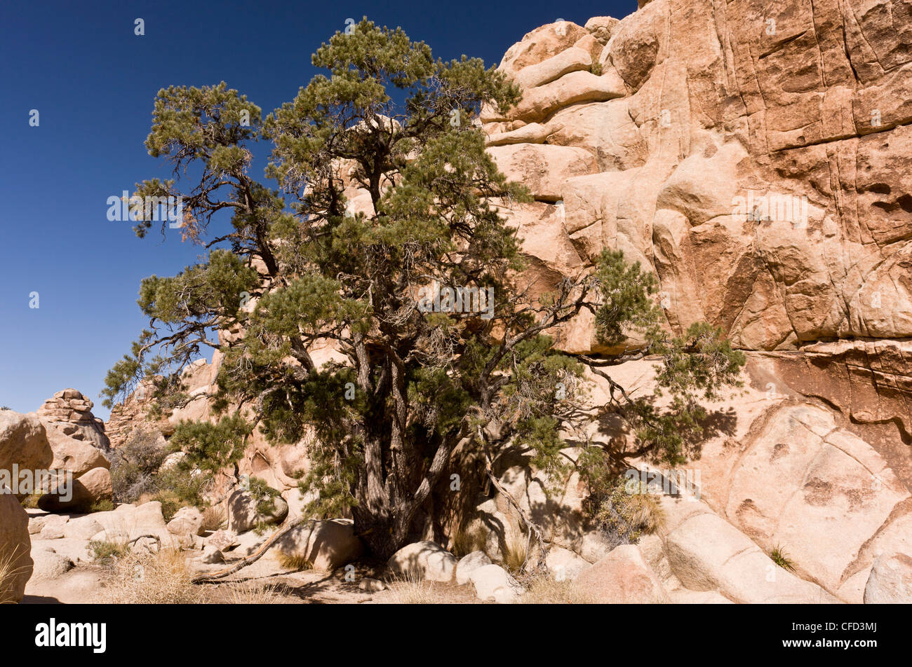 Single-Blatt Pinyon Kiefer, Pinus Monophylla, Joshua Tree Nationalpark, Kalifornien, USA Stockfoto