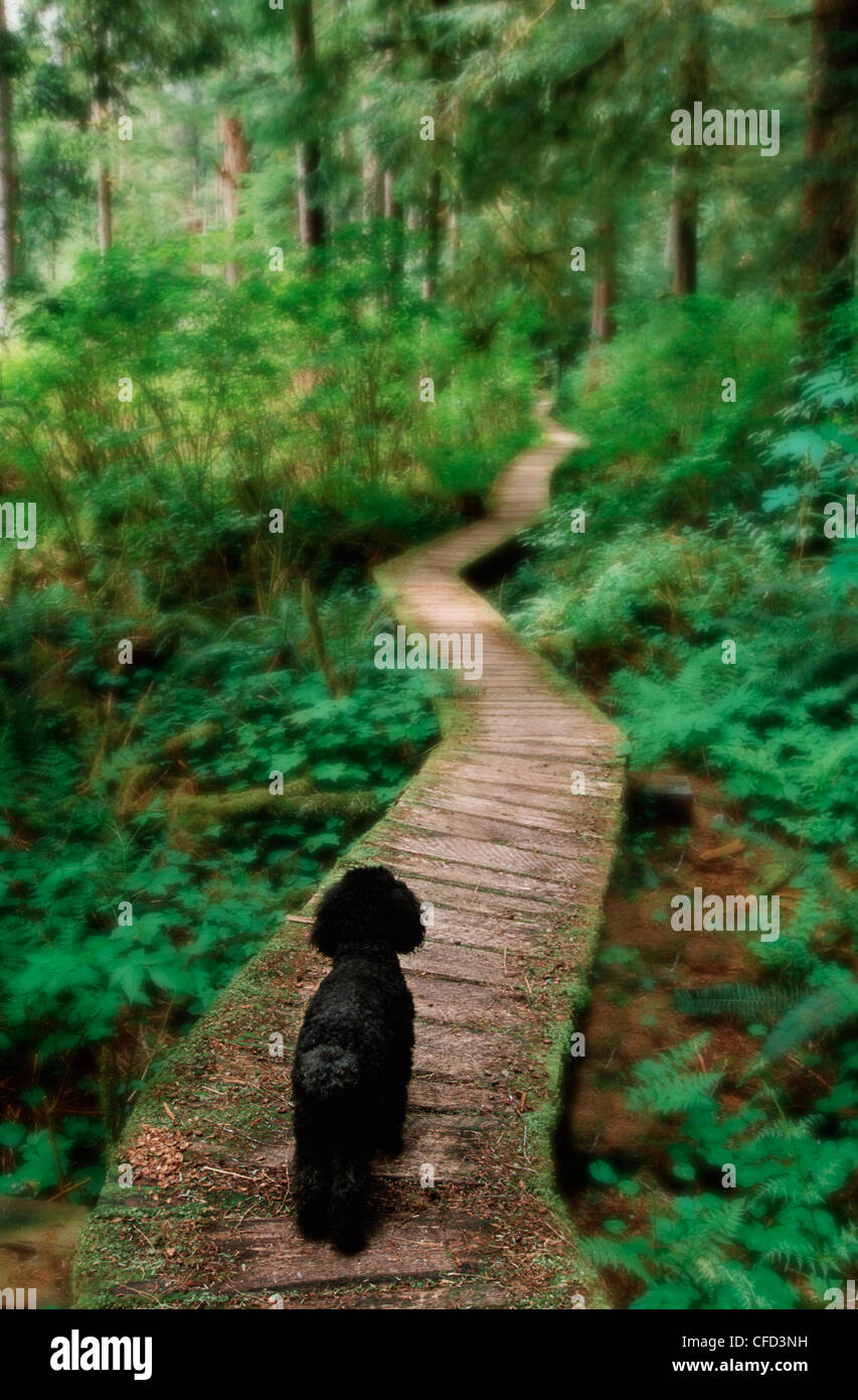 Schwarzer Pudel schaut Waldweg, Vancouver Island, British Columbia, Kanada. Stockfoto