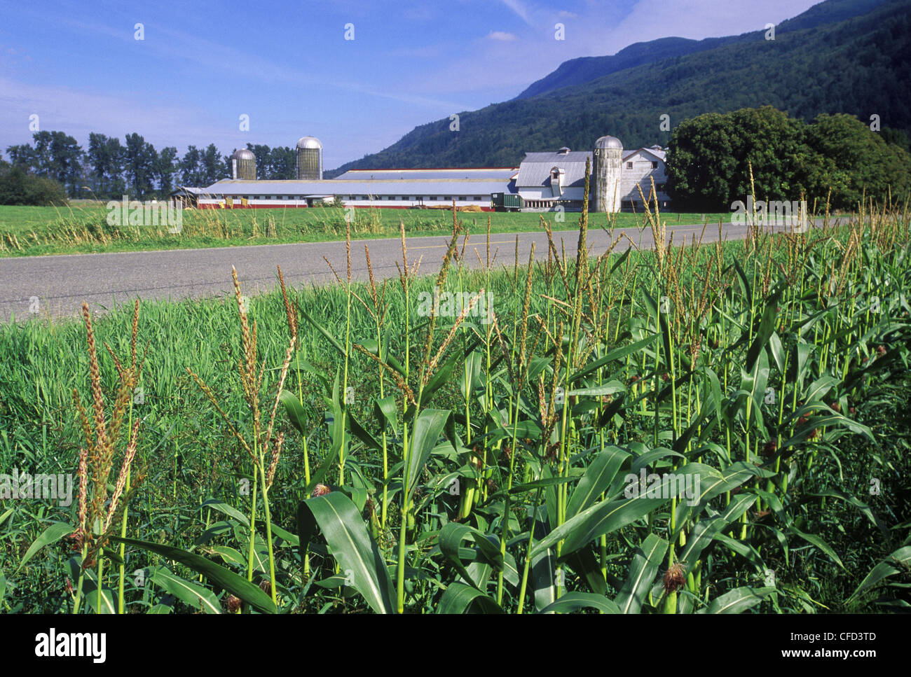 Fraser Valley Farm nahe Chilliwack. Mais-Feld und Farm Gebäude, Britisch-Kolumbien, Kanada Stockfoto