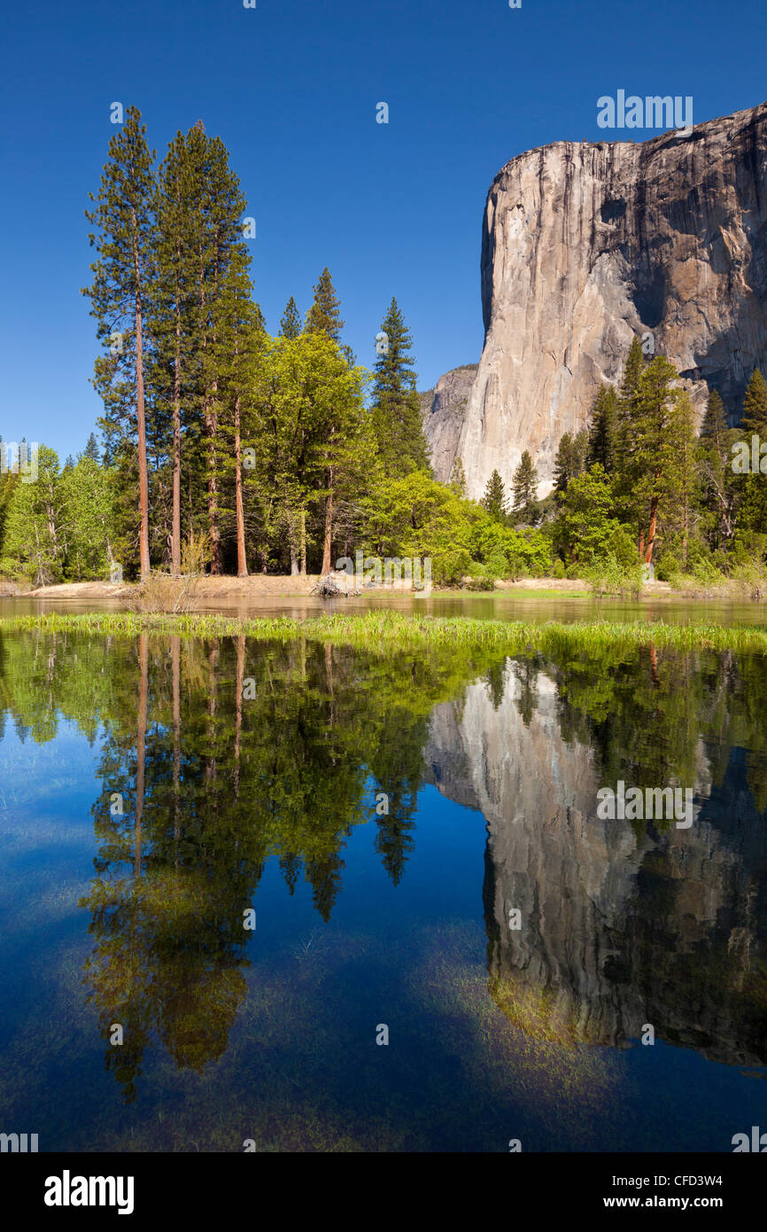 El Capitan, Yosemite-Nationalpark Sierra Nevada, Kalifornien, USA Stockfoto