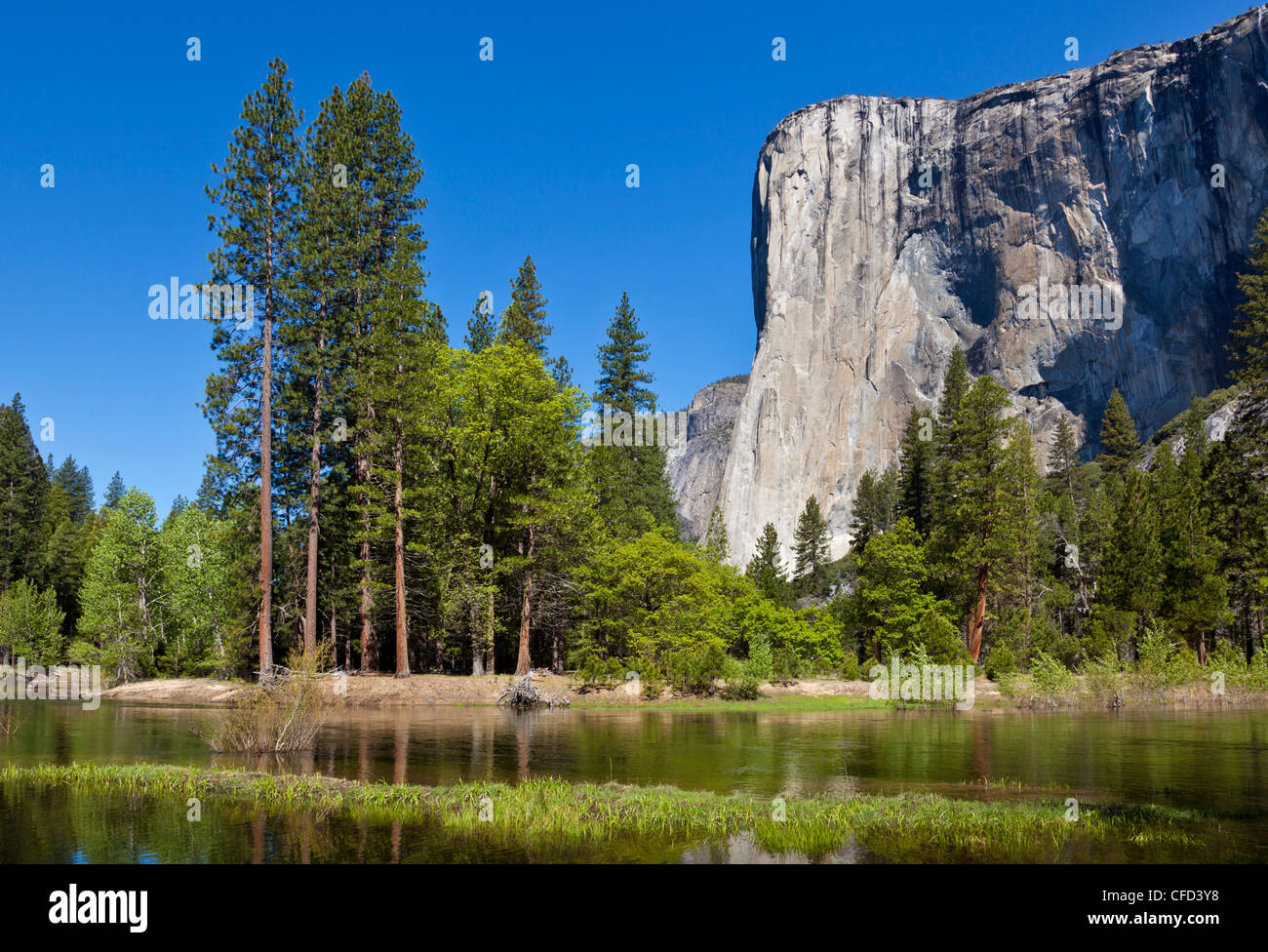 El Capitan, Yosemite-Nationalpark Sierra Nevada, Kalifornien, USA Stockfoto