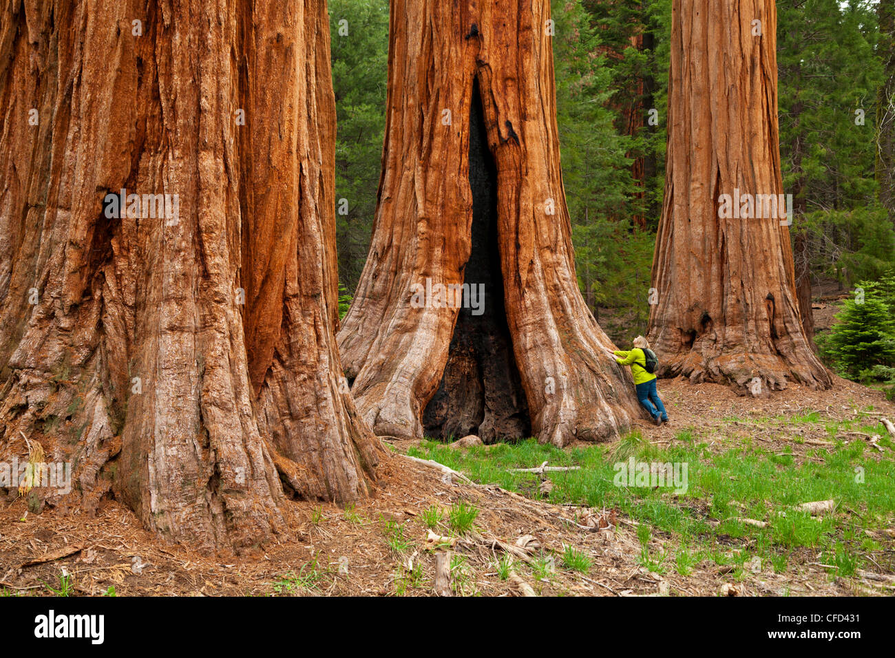 Touristen bewundern die gigantischen Sequoia Bäumen (Sequoiadendron Giganteum), Sequoia National Park, Sierra Nevada, Kalifornien, USA Stockfoto