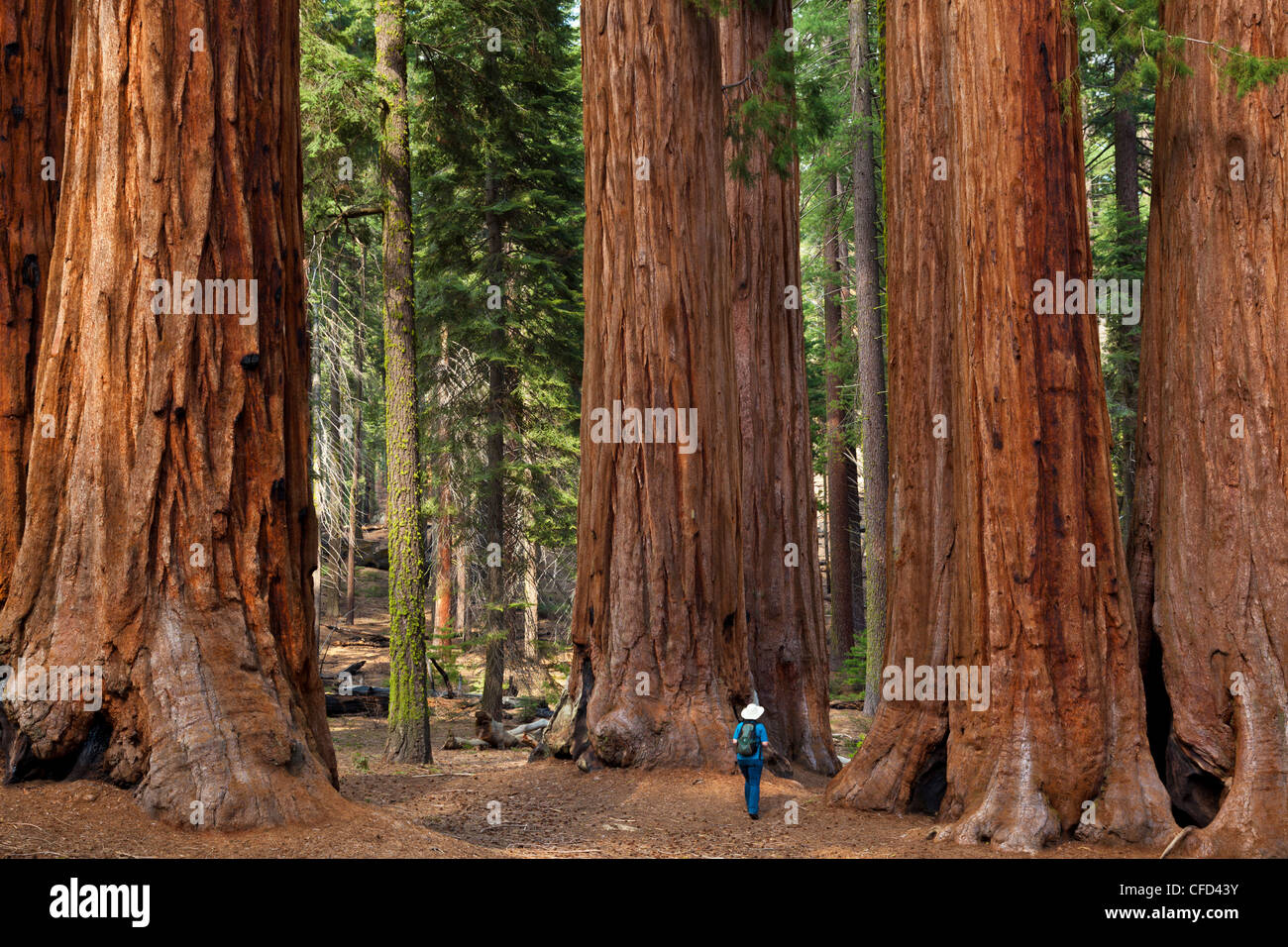 Wanderer, bewundern die gigantischen Sequoia Bäumen (Sequoiadendron Giganteum), Sequoia National Park, Sierra Nevada, Kalifornien, USA Stockfoto