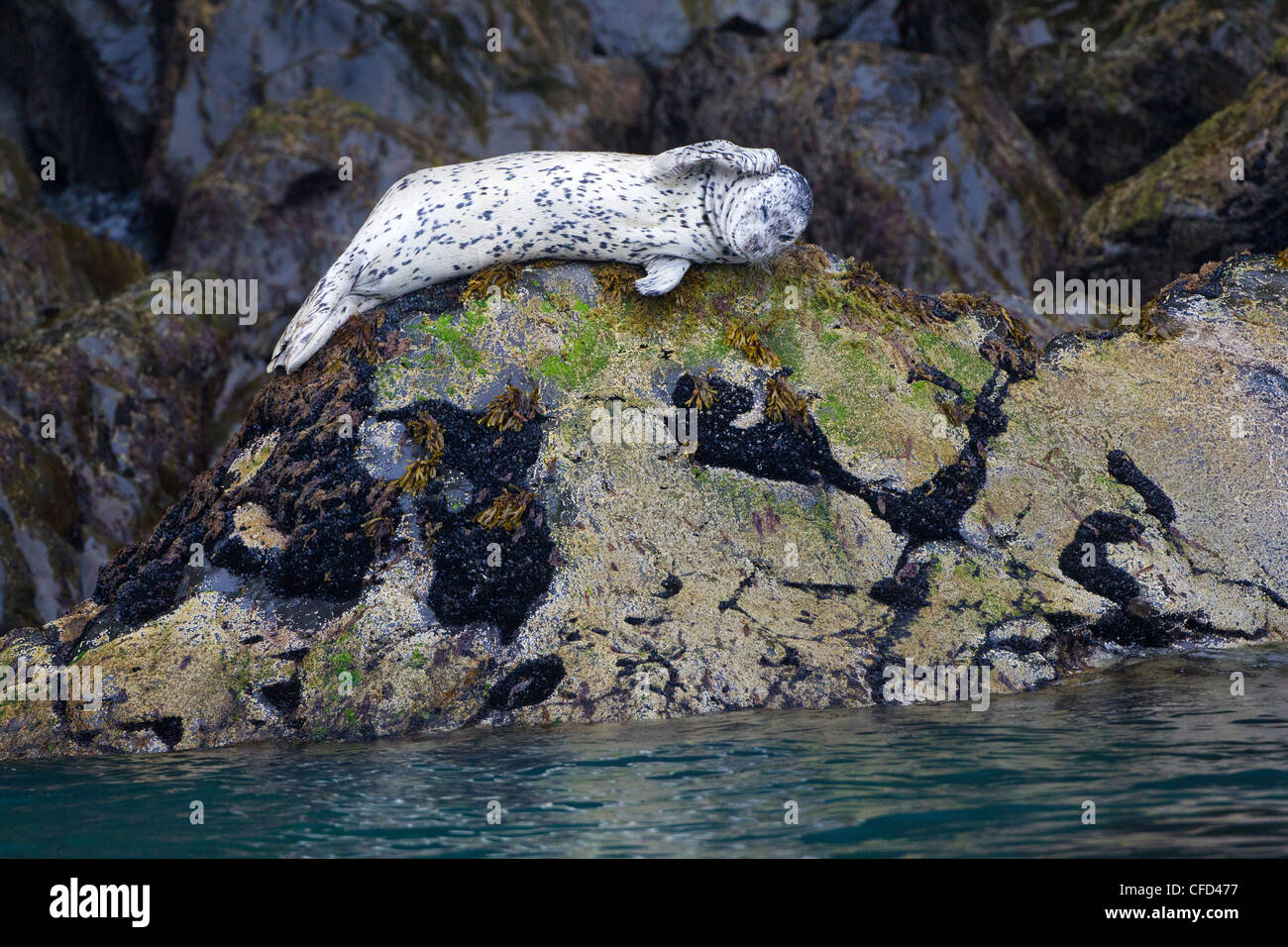 Hafen von Dichtung (Phoca Vitulina), beim Schleppen-Out, Kenai-Fjords-Nationalpark, Alaska, Vereinigte Staaten von Amerika Stockfoto