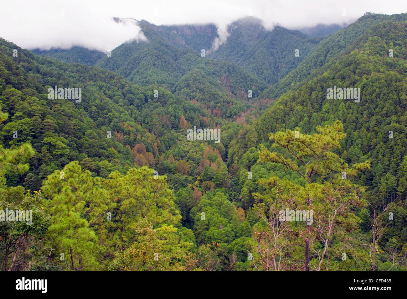 Regenwald des Parque Nacional Montana de Celaque, Gracias, Honduras, Mittelamerika Stockfoto