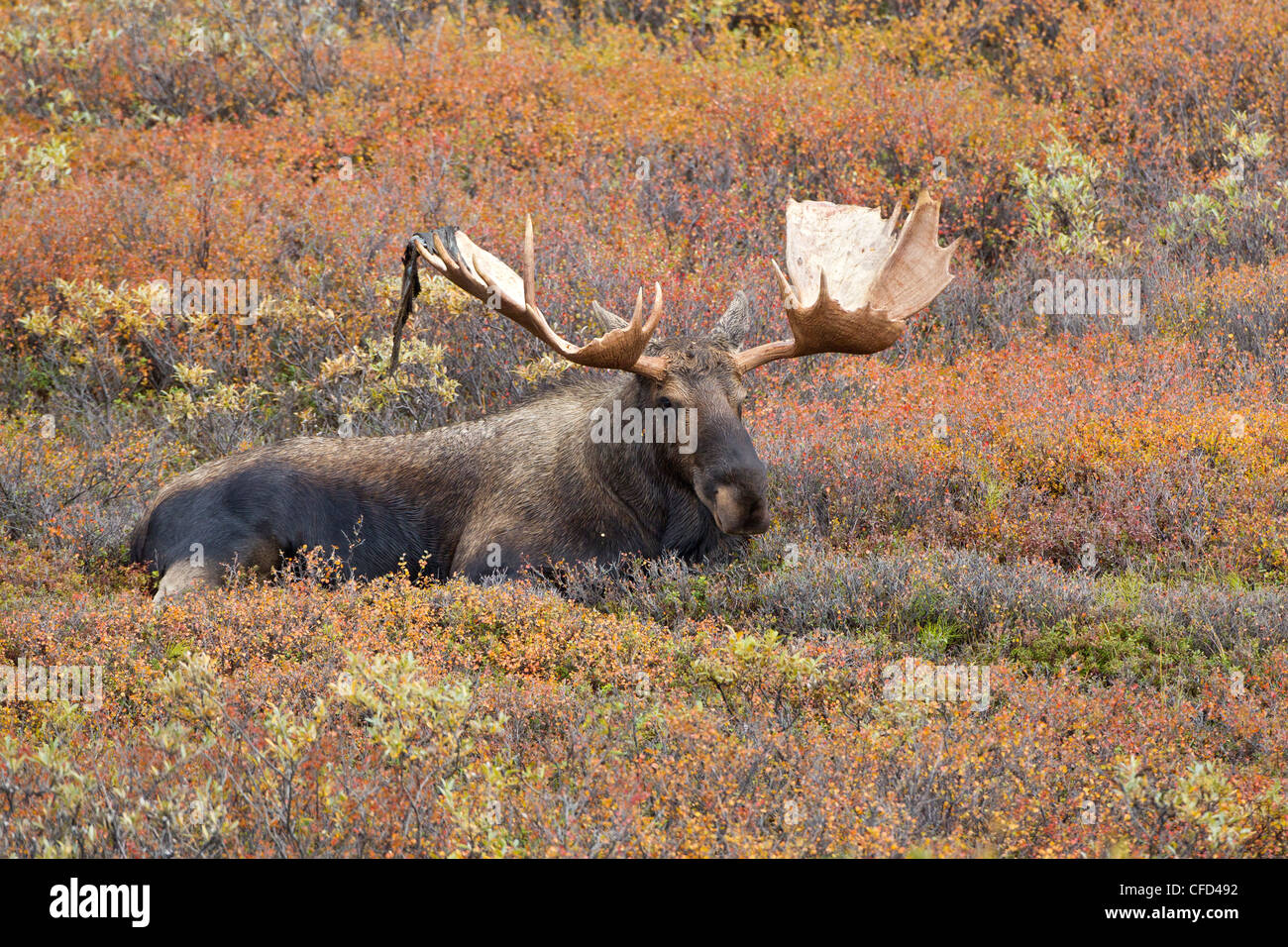 Elch (Alces Alces Gigas), Stier vergießen samt, im Herbst Farbe, Denali National Park, Alaska, Vereinigte Staaten von Amerika Stockfoto