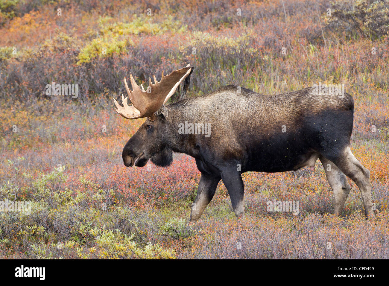 Elch (Alces Alces Gigas), Stier vergießen samt, im Herbst Farbe, Denali National Park, Alaska, Vereinigte Staaten von Amerika Stockfoto