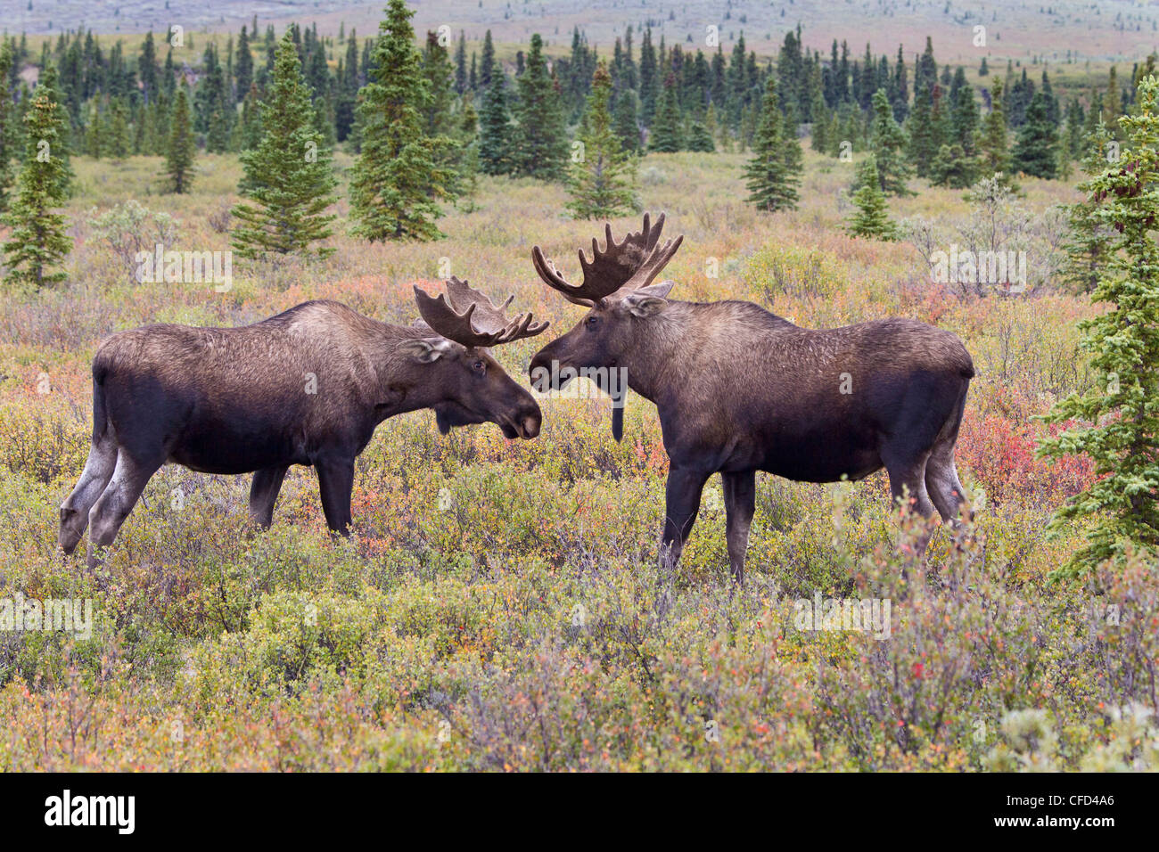Elche (Alces Alces Gigas), Jungbullen Interaktion, Denali National Park, Alaska, Vereinigte Staaten von Amerika Stockfoto