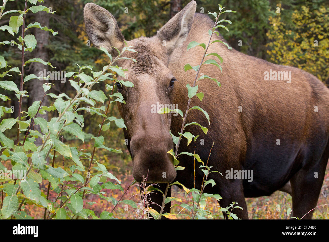 Elch (Alces Alces Gigas), Kuh, nur südlich von Denali Nationalpark, Alaska, Vereinigte Staaten von Amerika Stockfoto