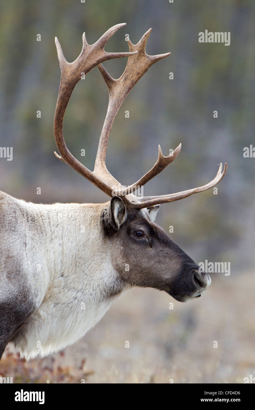 (Wald) Bergkaribu, (Rangifer Tarandus Caribou), Bull, Muncho Lake Provincial Park, Britisch-Kolumbien, Kanada Stockfoto