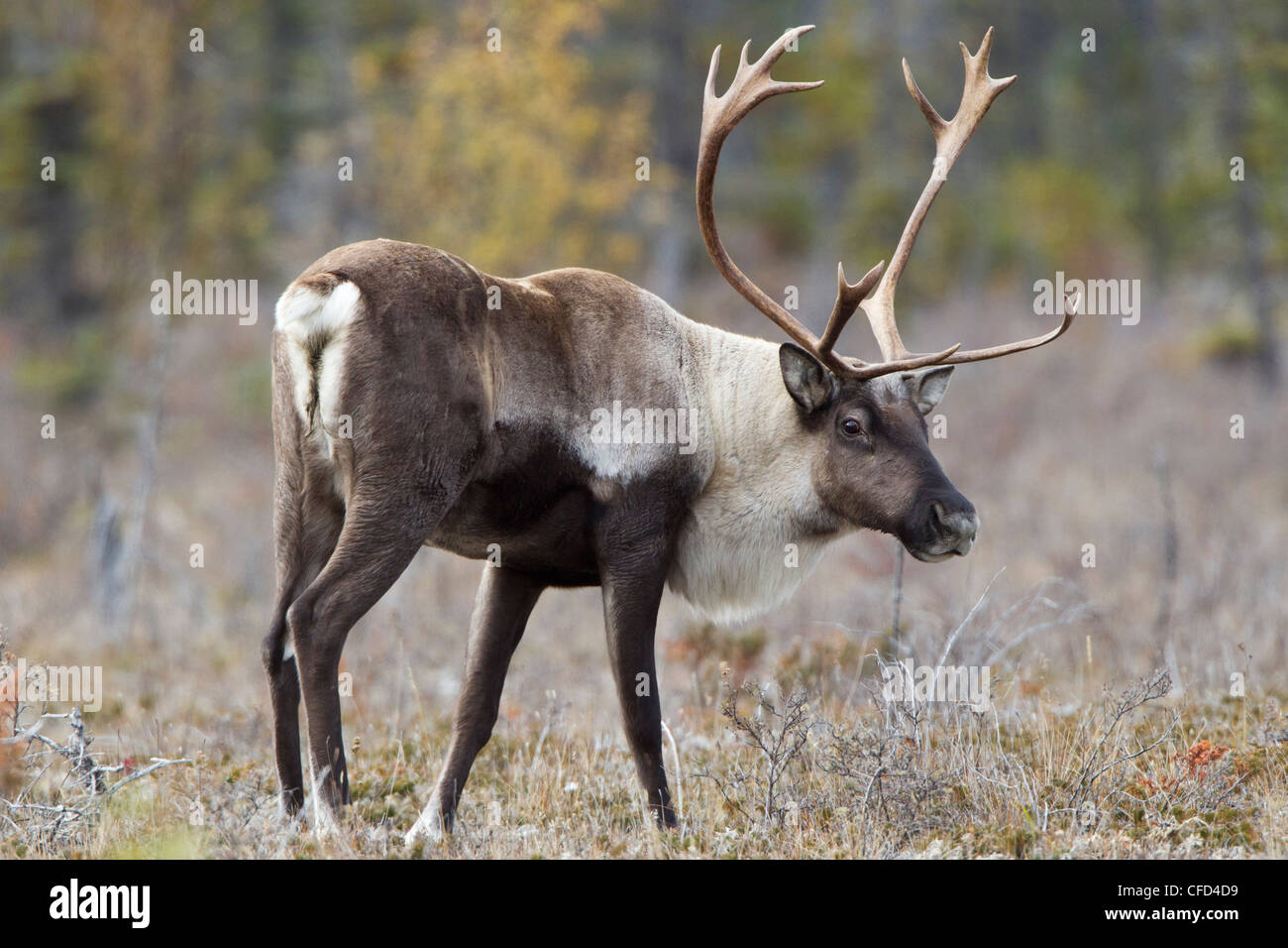 nördlichen Woodland Caribou, (Rangifer Tarandus Caribou), Stier, Muncho Lake Provincial Park, Britisch-Kolumbien, Kanada Stockfoto