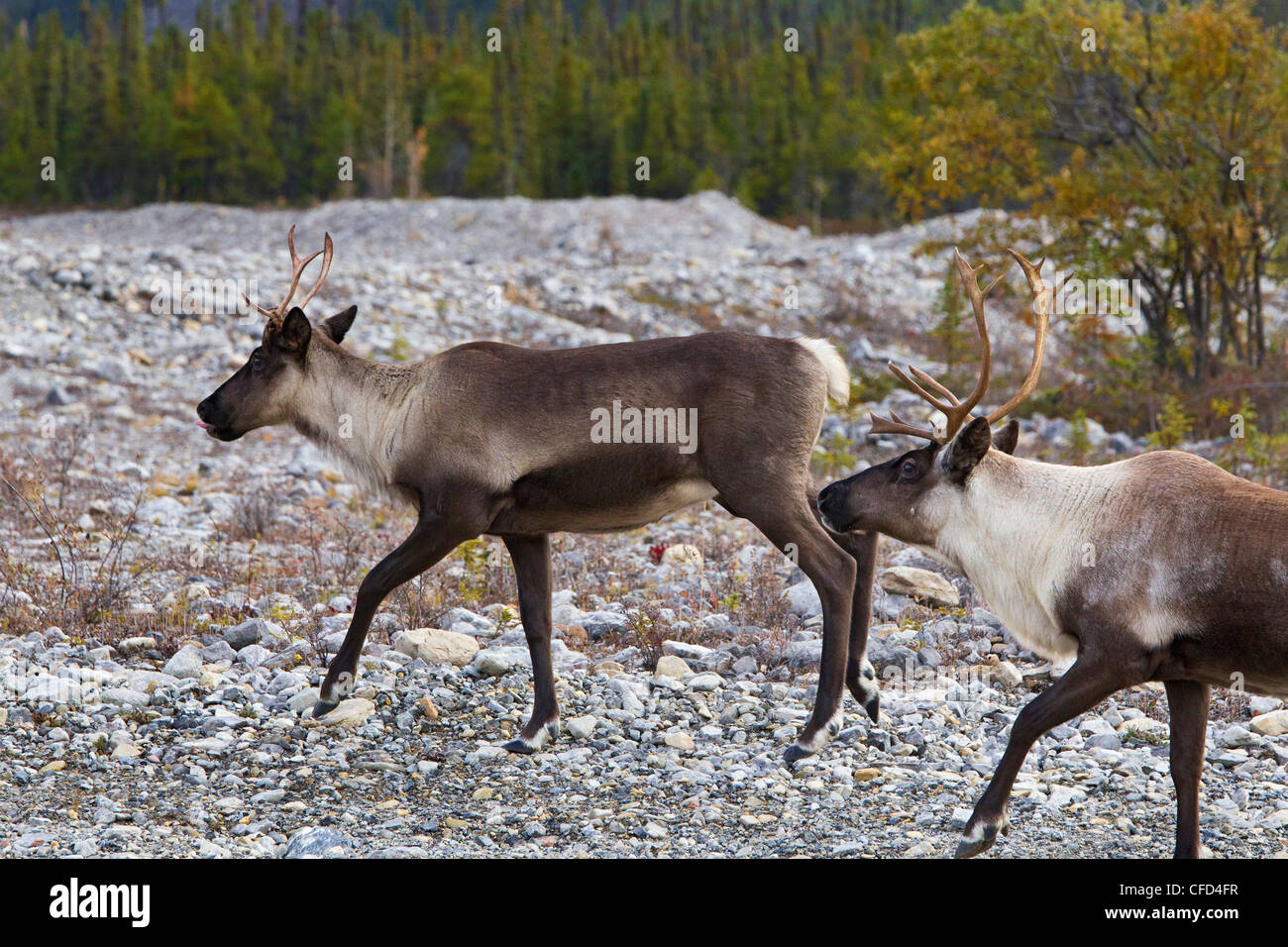 Berg Woodland Caribou Rangifer tarandus Stockfoto