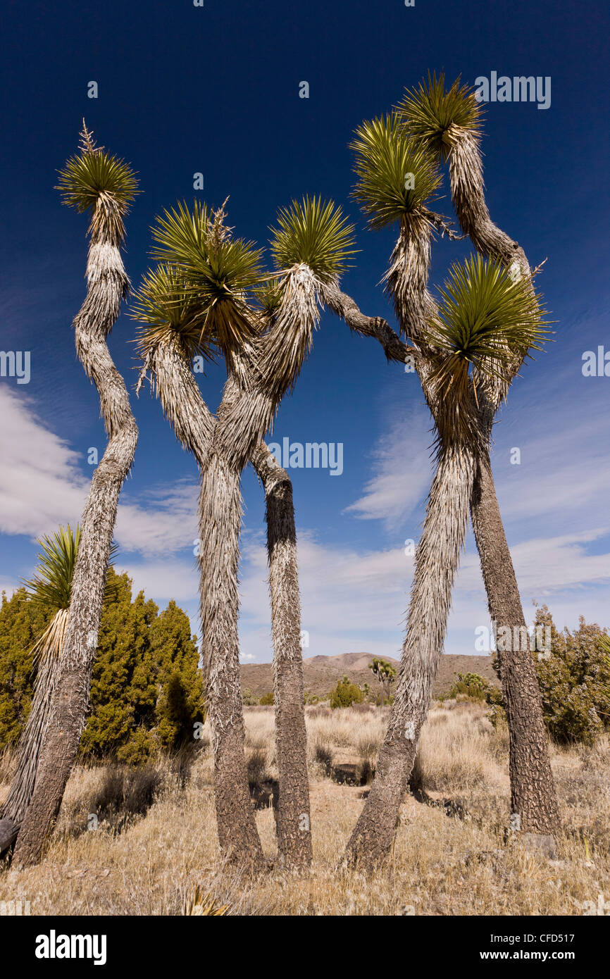 Joshua Bäume, Yucca Brevifolia im Joshua Tree National Park; Kalifornien, USA Stockfoto