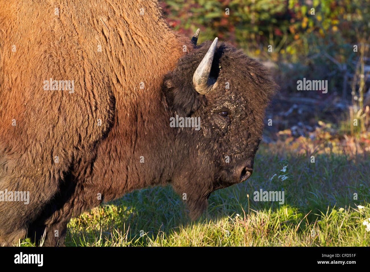 Holz-Bison Bison Bison Athabascae Bull entlang Stockfoto