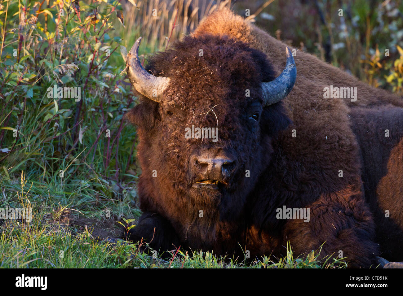 Holz-Bison Bison Bison Athabascae Bull entlang Stockfoto