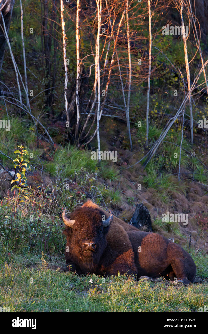 Holz-Bison Bison Bison Athabascae Bull entlang Stockfoto