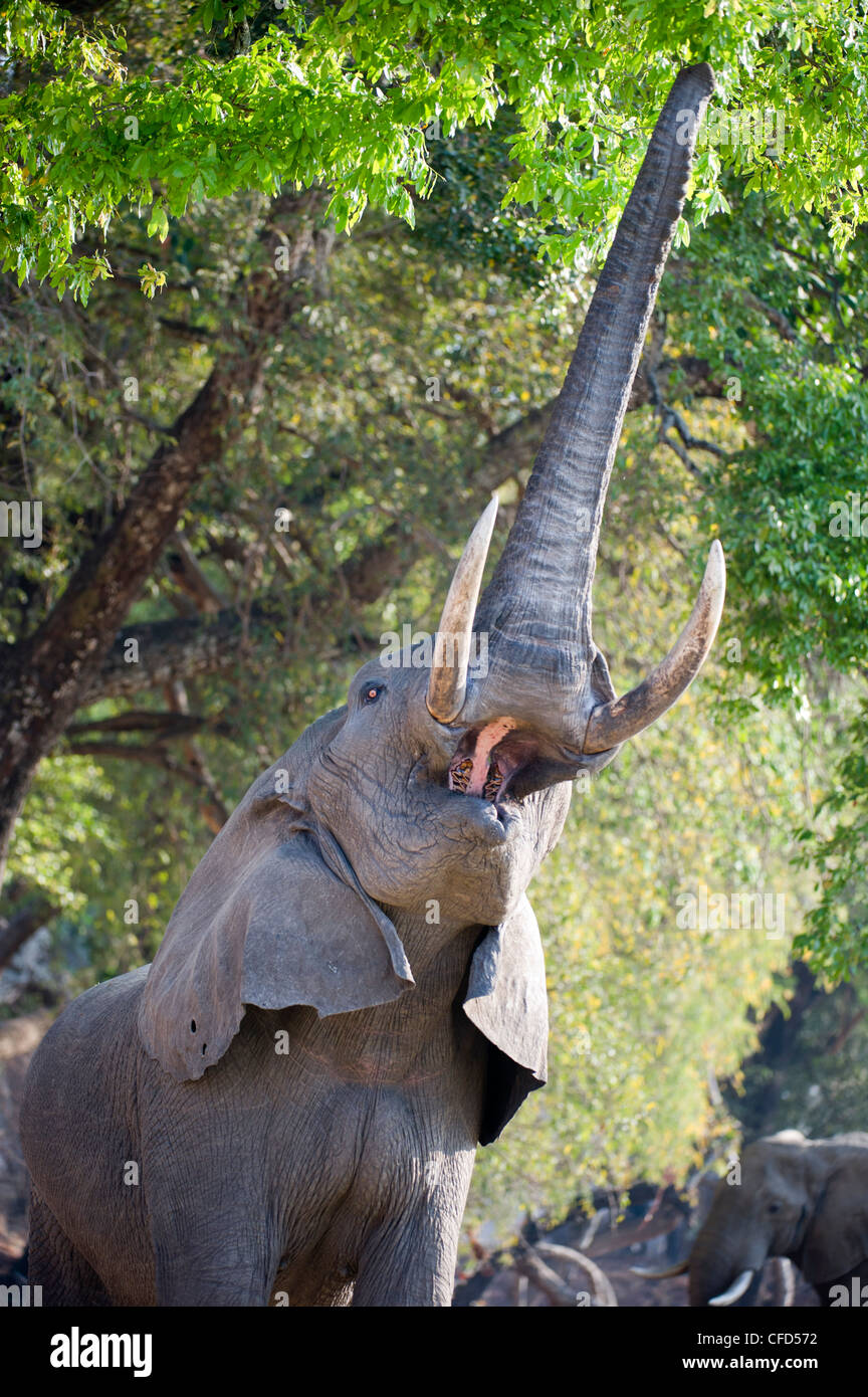 Erwachsenen Stier afrikanischen Elefanten füttern auf Laub an den Ufern des Flusses Luangwa. South Luangwa-Nationalpark, Sambia Stockfoto