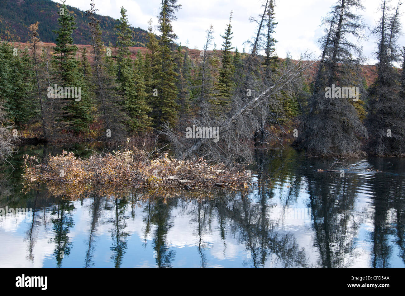 Der nordamerikanische Biber (Castor Canadensis) schwimmen mit Weidenzweig. Stockfoto