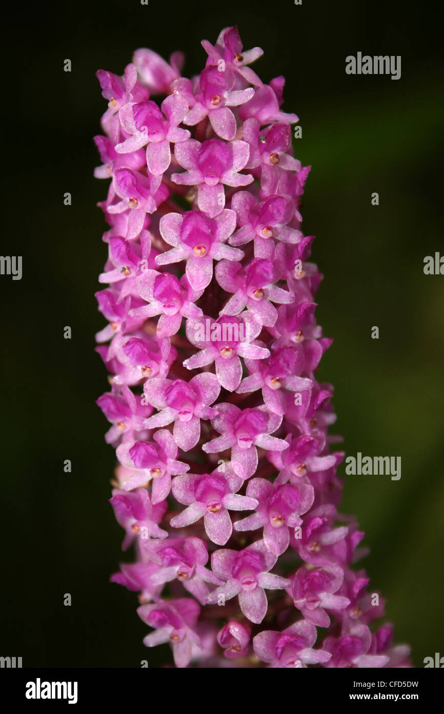 Flaschenbürste oder Hyazinthe Orchidee Arpophyllum giganteum Stockfoto