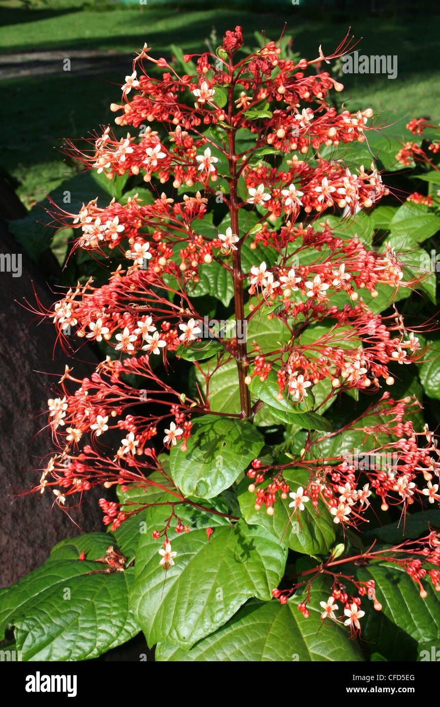 Pagode Blume Clerodendrum paniculatum Stockfoto
