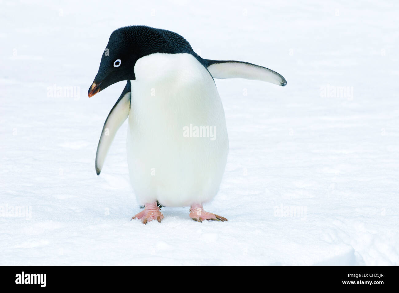 Adelie Penguin (Pygoscelis Adeliae), antarktische Halbinsel, Antarktis Stockfoto