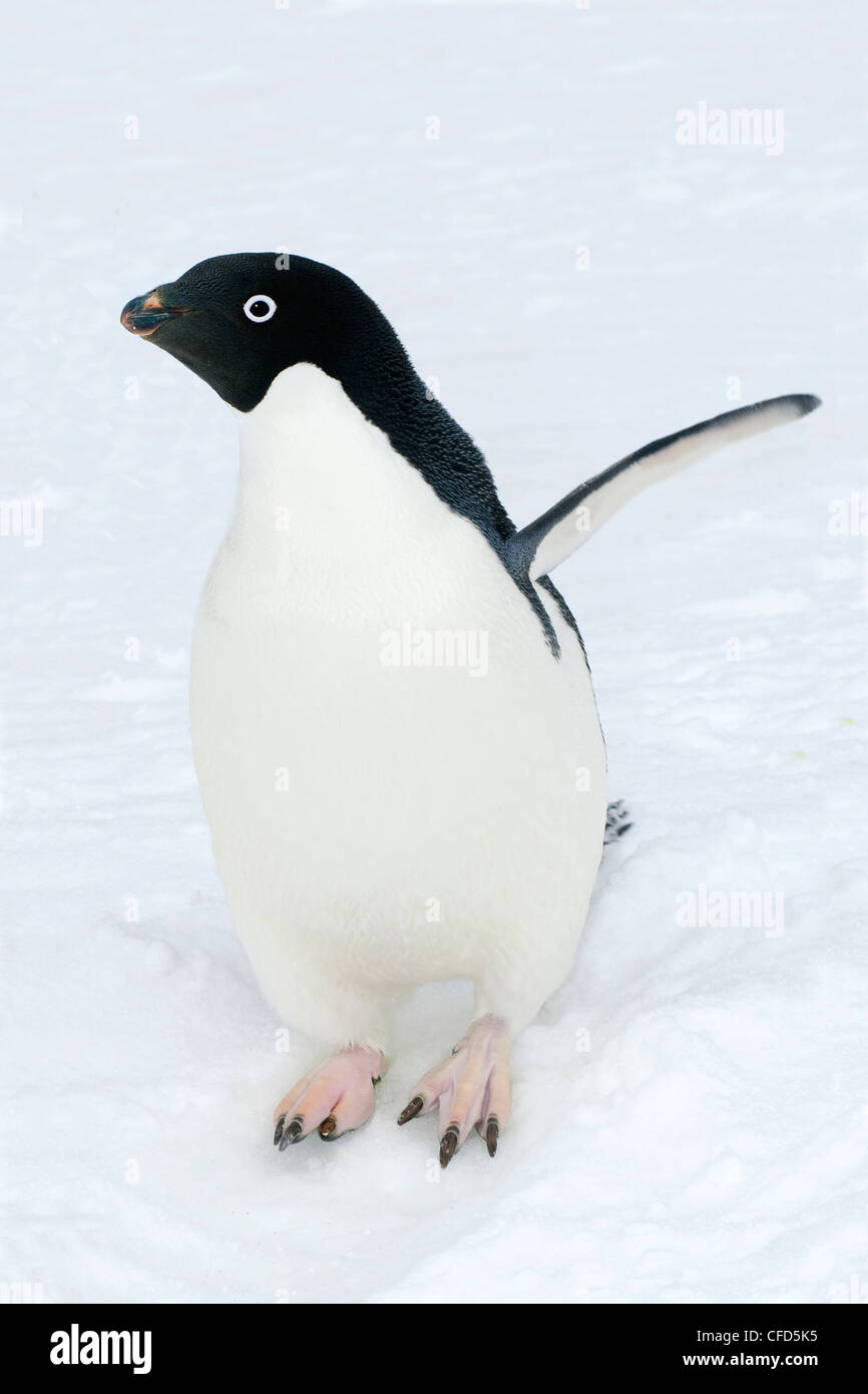 Adelie Penguin (Pygoscelis Adeliae), antarktische Halbinsel, Antarktis Stockfoto