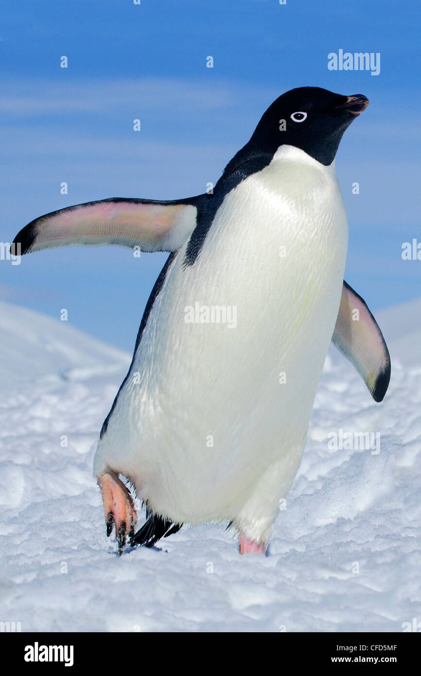 Adelie-Pinguine (Pygoscelis Adeliae) Rückkehr in ihre Verschachtelung Kolonie von einer Futtersuche Reise, antarktische Halbinsel, Antarktis Stockfoto