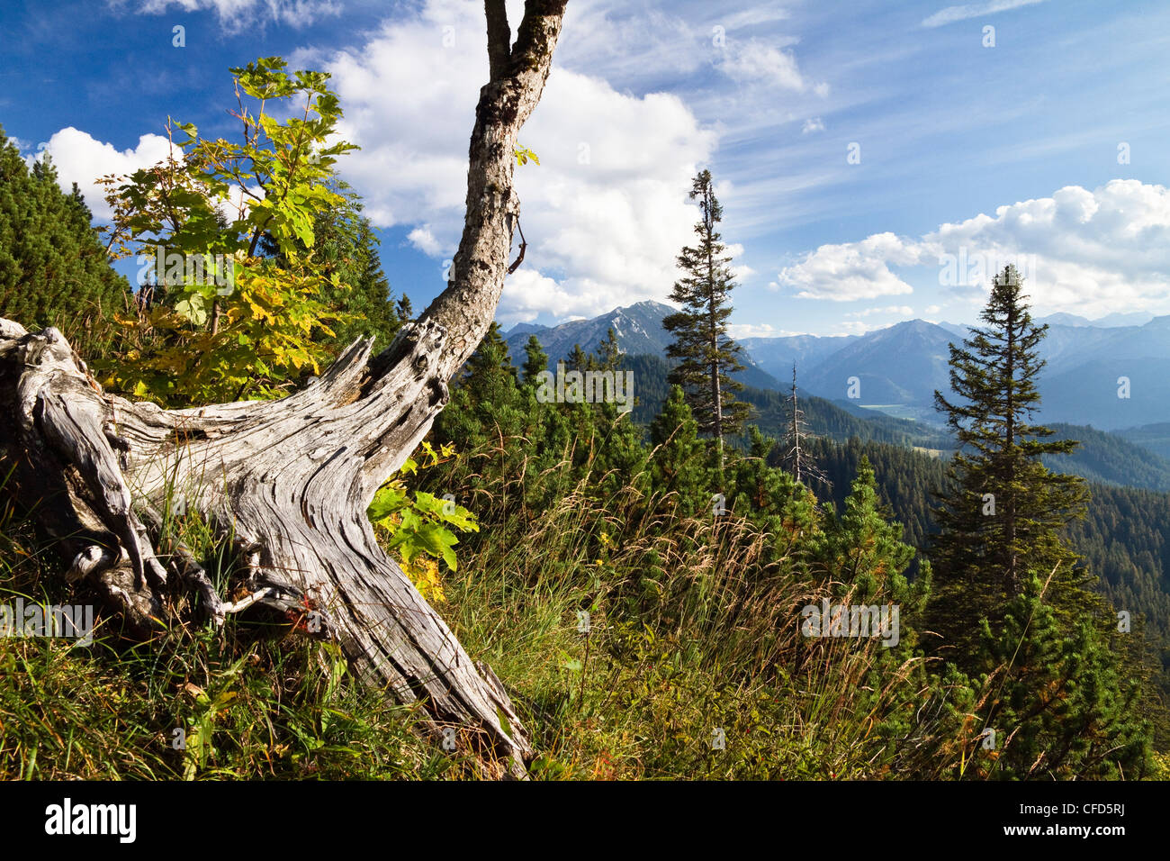 Verwitterte Ahorn Ahornbaum in Blauberge Bergen, Blick auf Achental Tal, Alpen, Österreich, Europa Stockfoto
