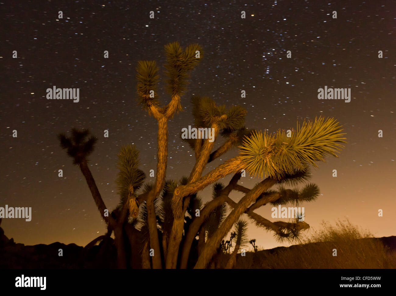 Joshua Bäume, Yucca Brevifolia im Joshua Tree National Park; Kalifornien, USA Stockfoto