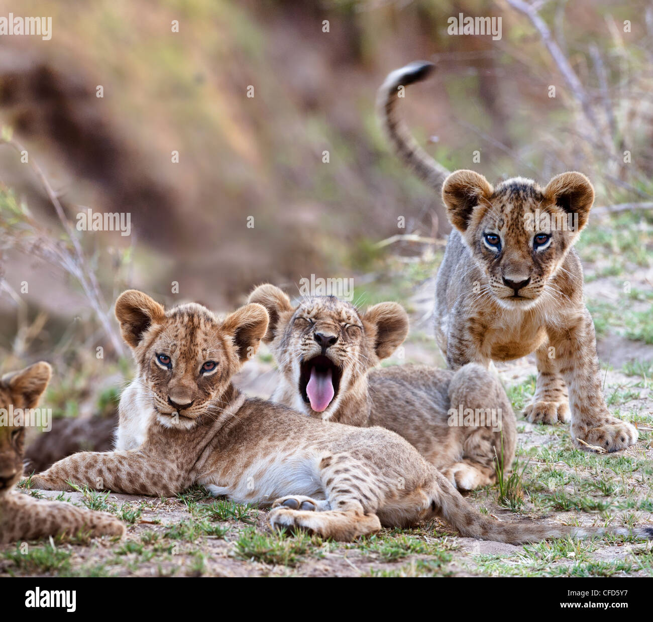 African Lion Cubs - ca. 3 Monate alt - in der Nähe des Luangwa Flusses. South Luangwa-Nationalpark, Sambia Stockfoto