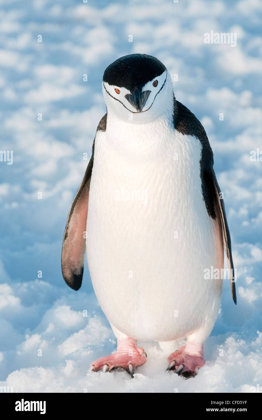 Zügelpinguinen (Pygoscelis Antarctica) Pinguin antarktische Halbinsel, Antarktis Stockfoto