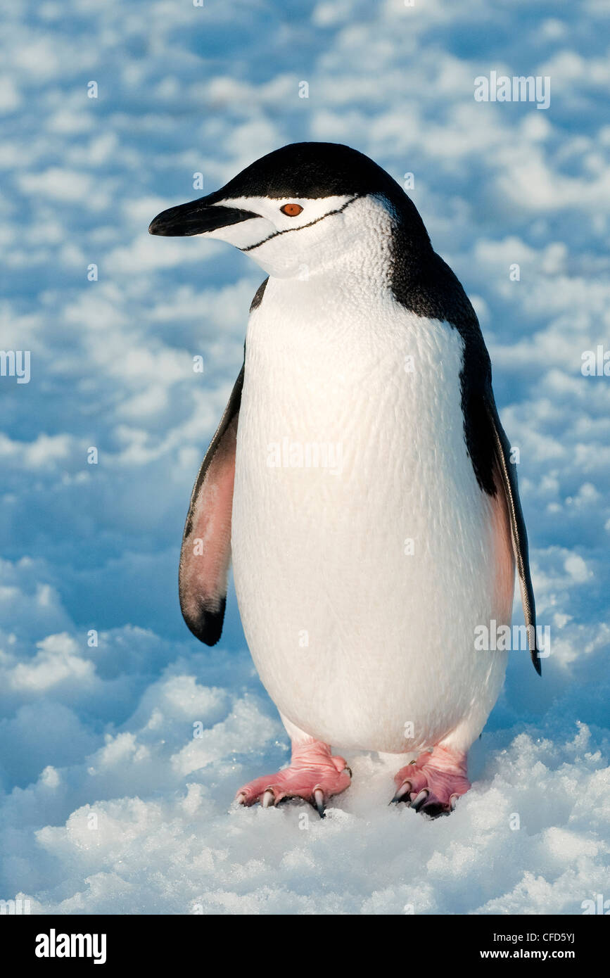 Zügelpinguinen (Pygoscelis Antarctica) Pinguin antarktische Halbinsel, Antarktis Stockfoto