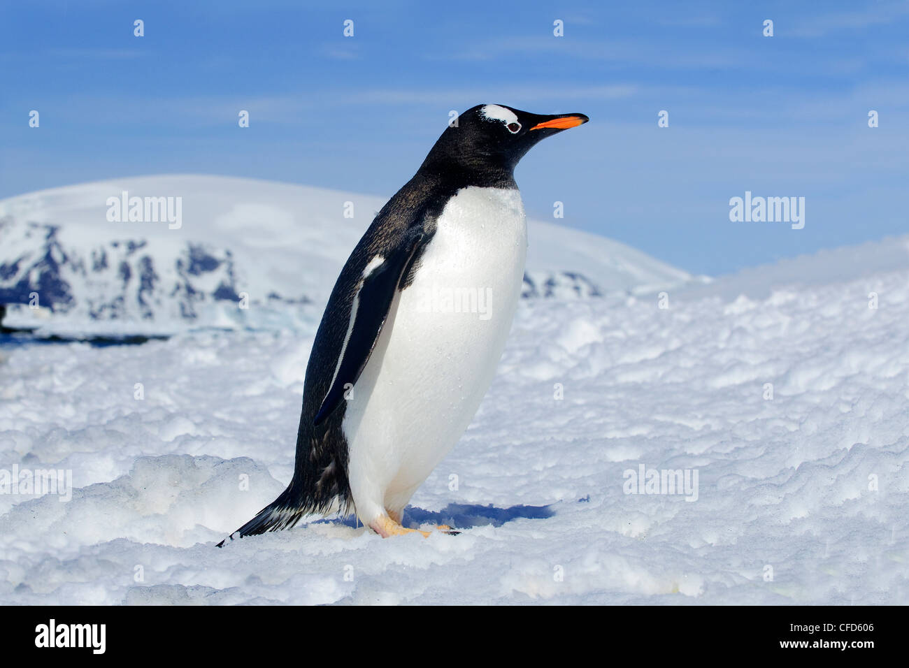 Gentoo Penguin (Pygoscelis Papua), antarktische Halbinsel, Antarktis Stockfoto
