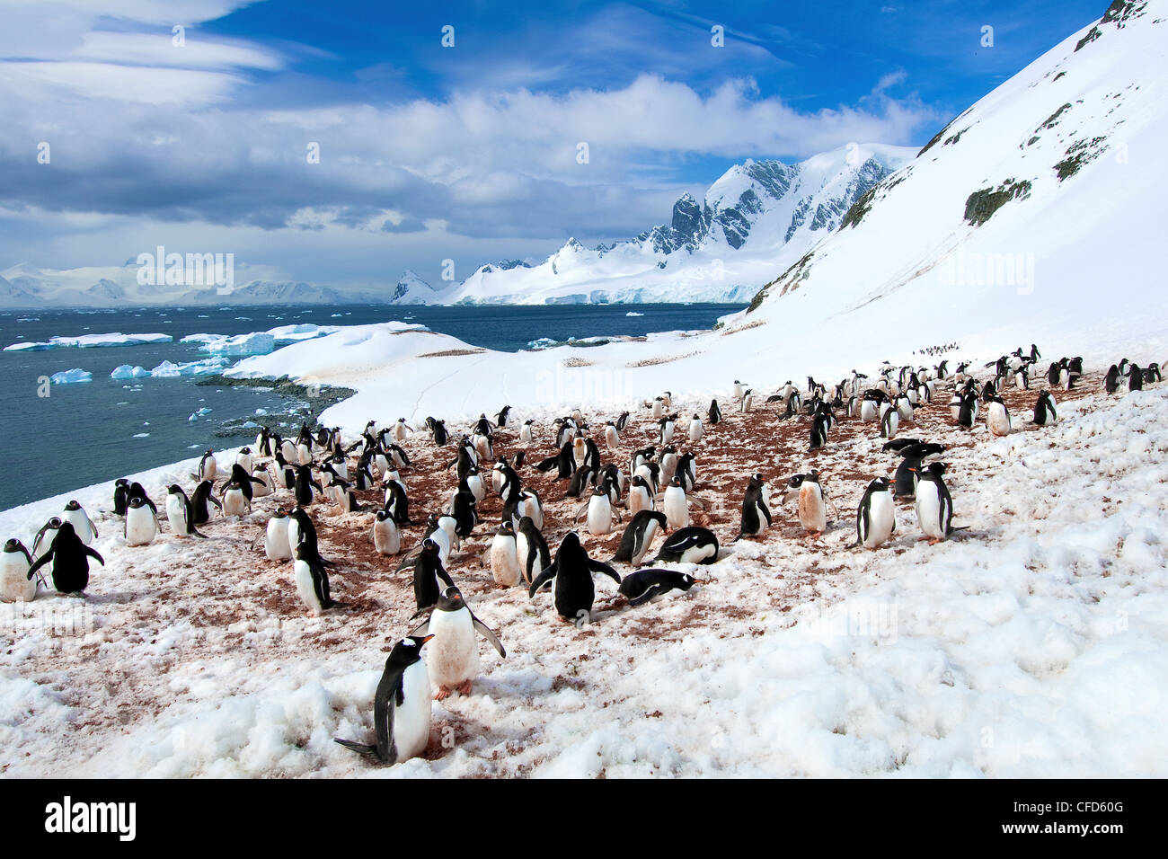 Gentoo Penguins (Pygoscelis Papua) Kolonien, Cuverville Island, antarktische Halbinsel, Antarktis Stockfoto