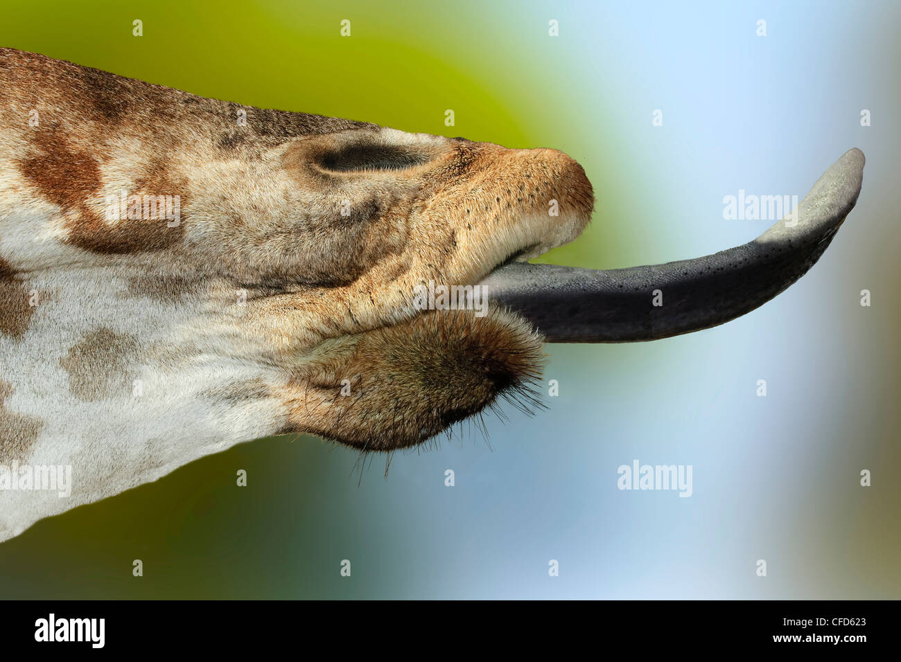 Wie Lang Ist Die Zunge Einer Giraffe www.alamy.de