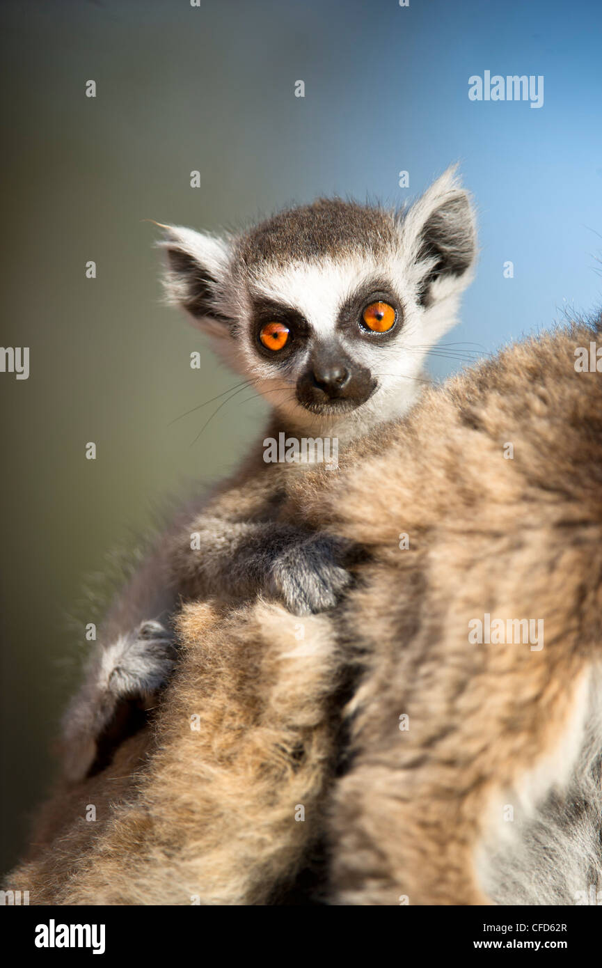 Infant Ring-tailed Lemur (6-8 Wochen) klammerte sich an Mutter. Berenty Private Reserve, Süd-Madagaskar Stockfoto