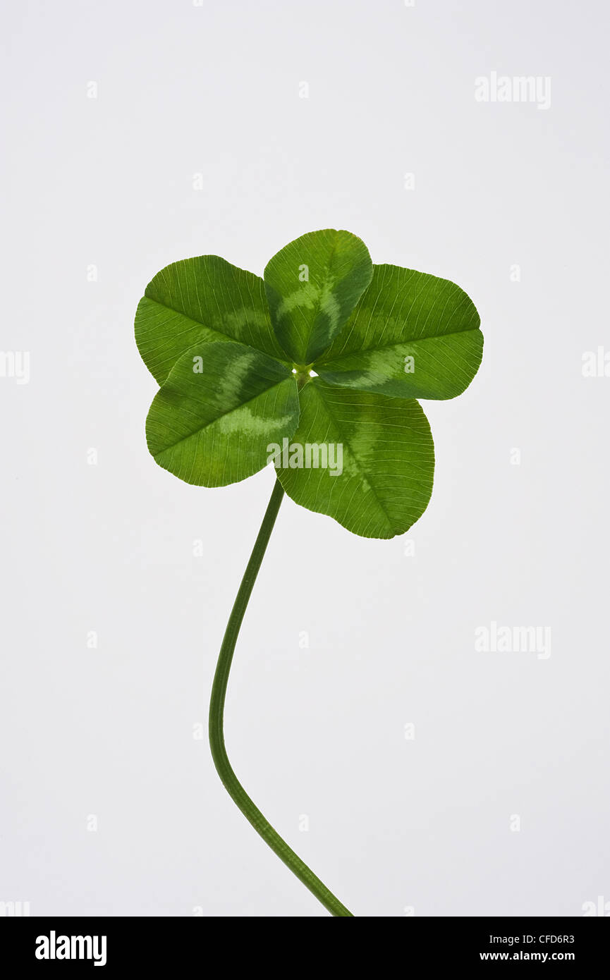 Kleeblatt Klee Stockfotos und bilder Kaufen Alamy