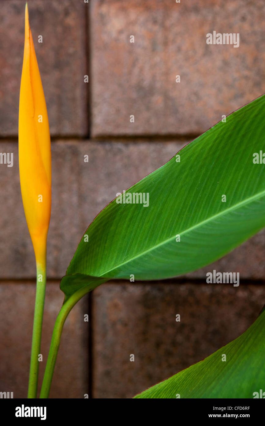 Nahaufnahme von Paradiesvogel Blume gegen Wand, Khao Lak, Andamanensee, Thailand Stockfoto