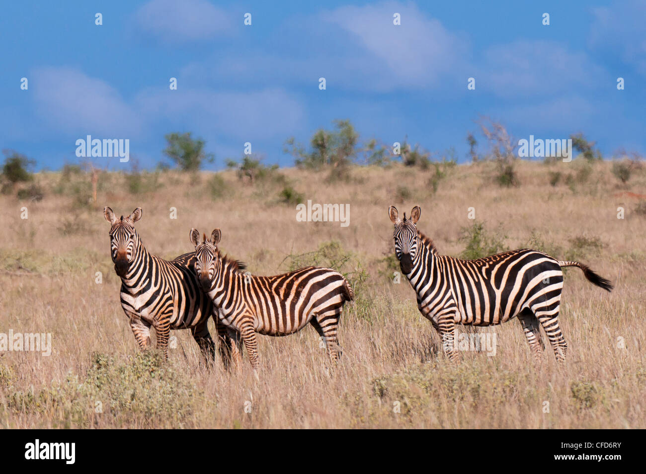 Grant Zebra (Equus Quagga Boehmi), Lualenyi Game Reserve, Kenia, Ostafrika, Afrika Stockfoto