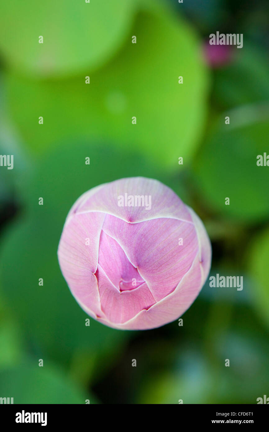 Nahaufnahme von einer geschlossenen Lotusblüte, Khao Lak, Andamanensee, Thailand Stockfoto