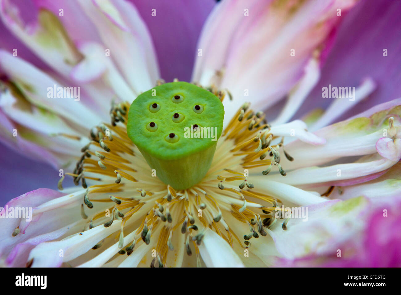 Nahaufnahme von einem offenen Lotusblüte, Khao Lak, Andamanensee, Thailand Stockfoto