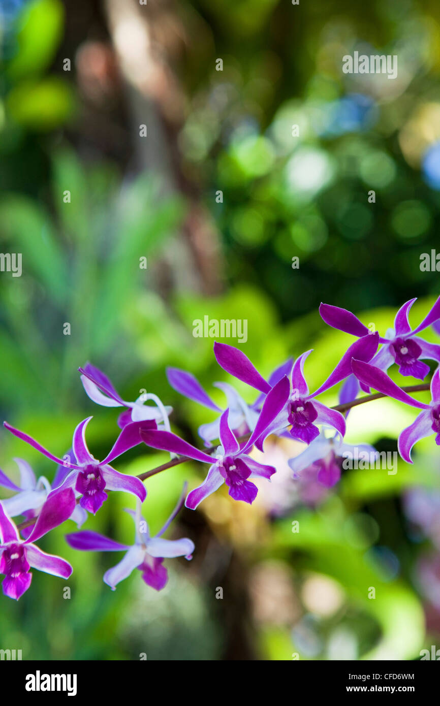 Nahaufnahme von einer Orchidee Blüte, Khao Lak, Andamanensee, Thailand Stockfoto