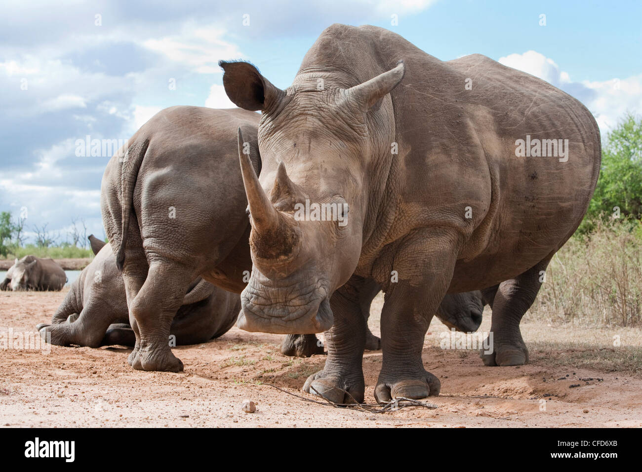 White Rhino (Ceratotherium Simum), Royal Hlane Nationalpark, Swasiland, Afrika Stockfoto