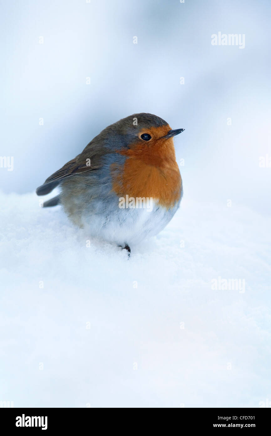 Robin (Erithacus Rubecula), im Schnee, Vereinigtes Königreich, Europa Stockfoto