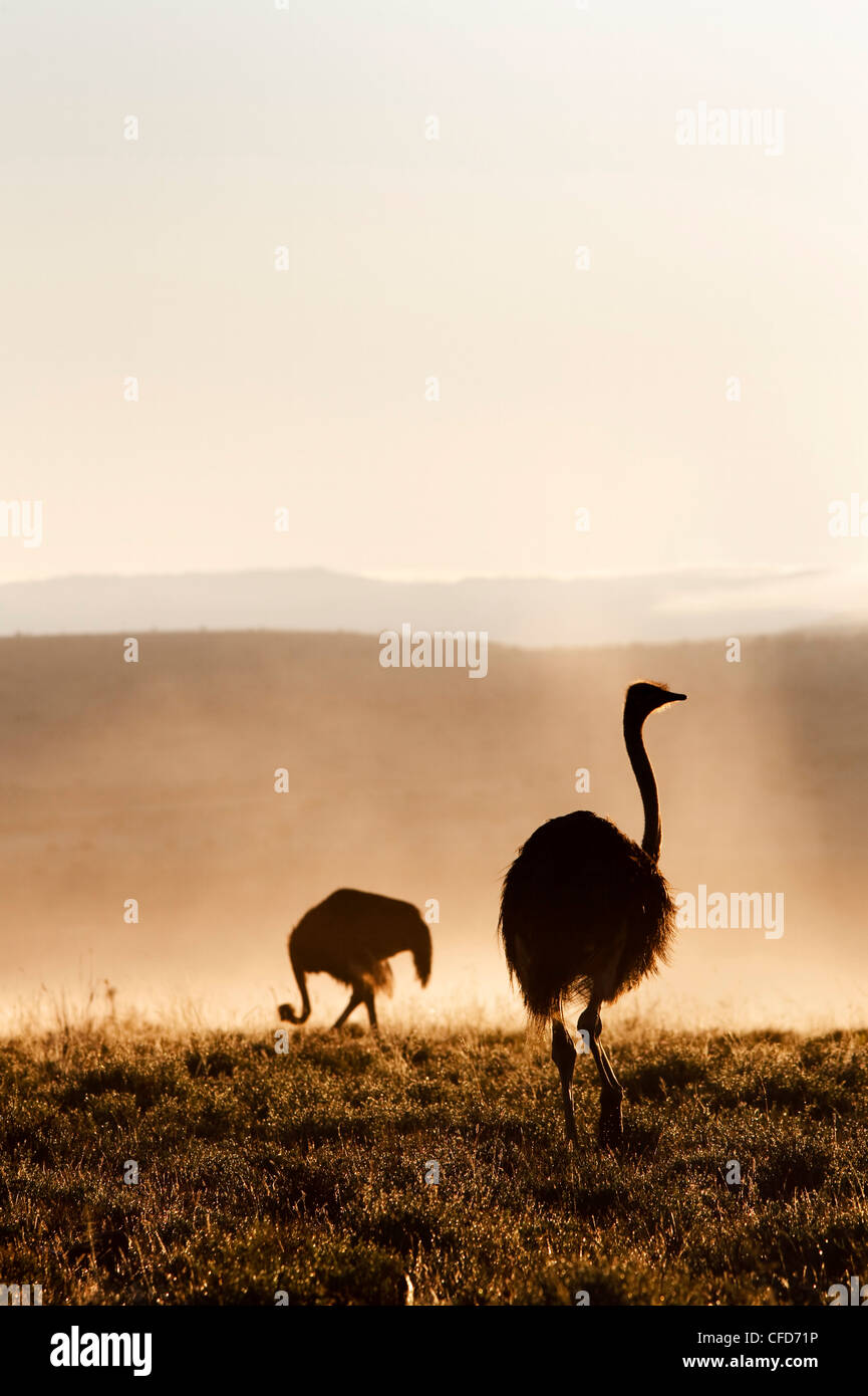Strauß (Struthio Camelus), Nebel morgens, Mountain Zebra National Park, Eastern Cape, Südafrika, Afrika Stockfoto