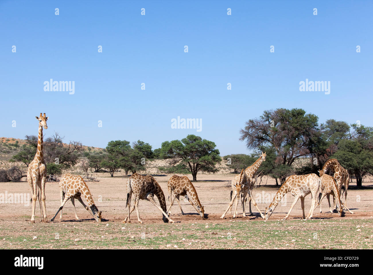 Giraffe (Giraffa Plancius), am Wasser, Kgalagadi Transfrontier Park, Northern Cape, Südafrika, Afrika Stockfoto