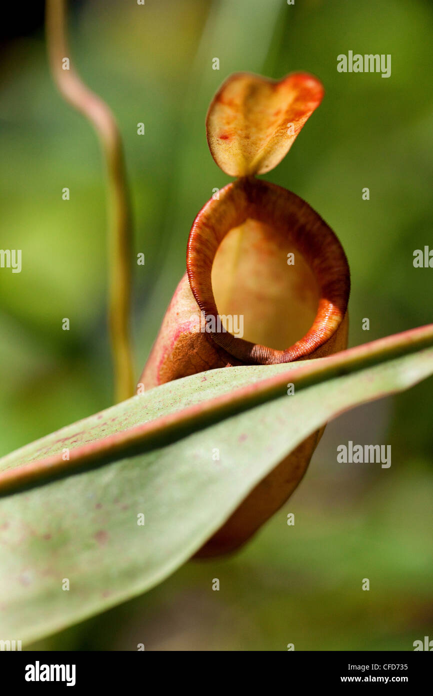 Nahaufnahme von eine fleischfressende Pflanze, Khao Sok Nationalpark, Andamanensee, Thailand Stockfoto