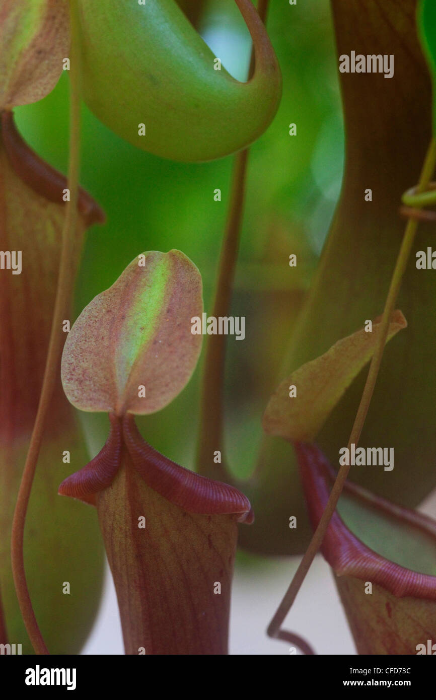 Nahaufnahme von eine fleischfressende Pflanze, Khao Sok Nationalpark, Andamanensee, Thailand Stockfoto