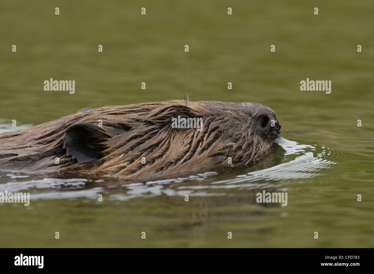 Biber (Castor Canadensis) schwimmen, Saskatchewan, Kanada Stockfoto